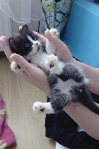 Dört silahşörler evlerini arıyor fotoğraf