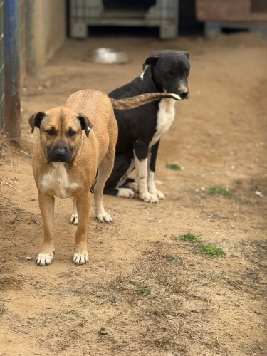 DORA- İSMİ GİBİ ASİL VE GÜZEL BİR KIZ- BOXER ÇOBAN MELEZİ fotoğraf