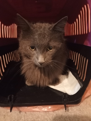 Bu asil kıza aile arıyoruz fotoğraf