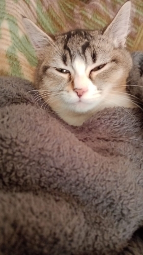 Sevgi dolu hareketli arkadaş canlısı fotoğraf