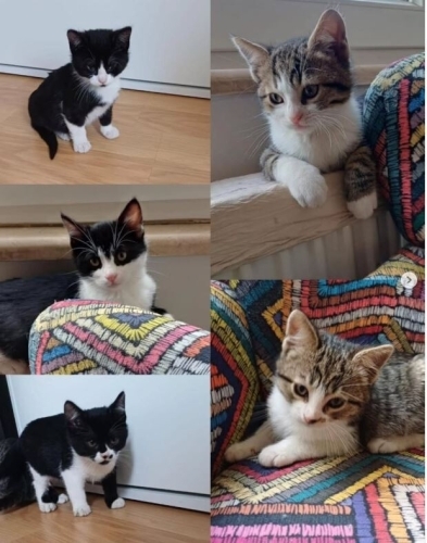 Hayatınıza neşe katacak bu bebeklere ömürlük yuva olmak ister misiniz :) fotoğraf