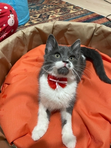 ANKARA ACİL YUVA fotoğraf