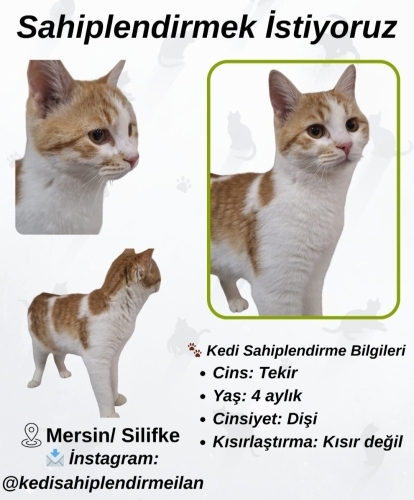 Minnoş Sarı Kediye Acil Yuva fotoğraf