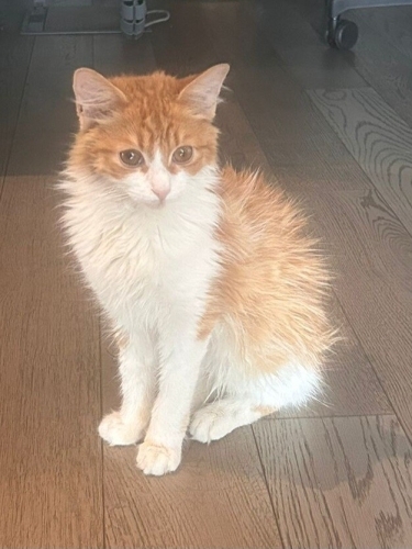 ✨️ 4 Aylık, Minik, insan delisi, tam bir kucak bağımlısı 🐾 fotoğraf