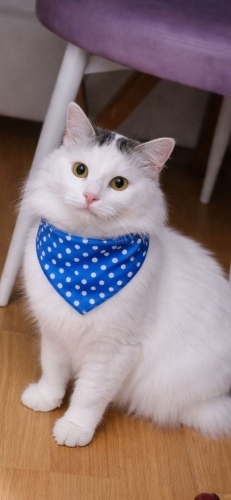 Erkek kısır 1.5 yaş uysal acil yuva fotoğraf