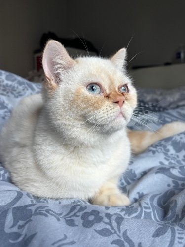 çok sevecen erkek kedi fotoğraf