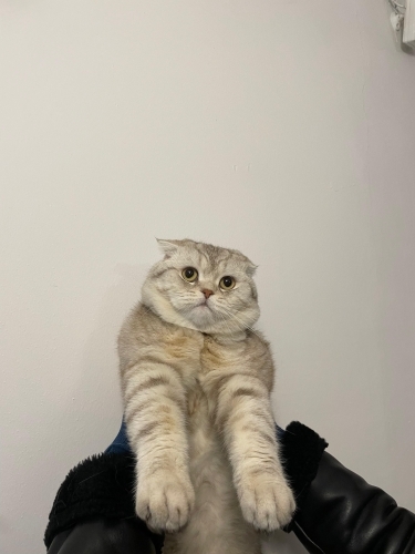 Acil Ankara yuva fotoğraf