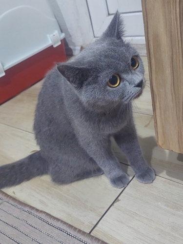 Evden atılan Miya fotoğraf