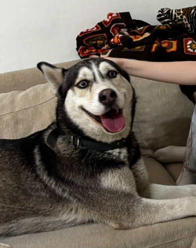 Yuva Arayan Güzel Husky Kızımız fotoğraf