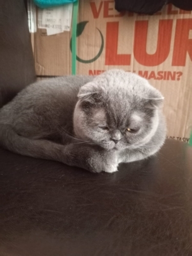 Ona sahip çıkabilecek sıcacık bir yuva arıyor fotoğraf