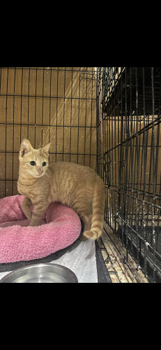 Mango Yeni Sıcak Yuvasını Arıyor fotoğraf