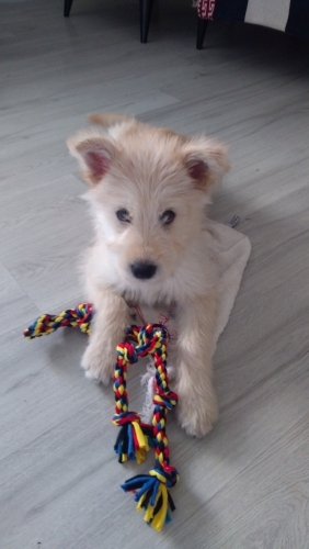 Tamamen ücretsiz bir sahiplendirme fotoğraf