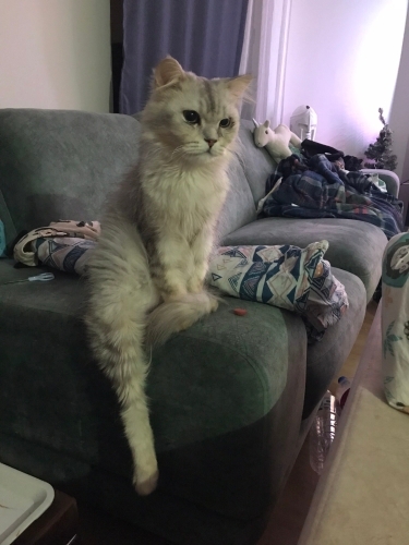 DÜNYALAR AKILLISI CHINCHILLA DIEGO YUVASINI ARIYOR fotoğraf