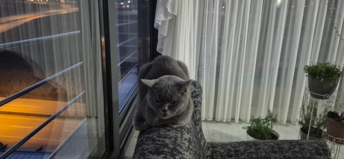 Lunaya Bir Yuva fotoğraf