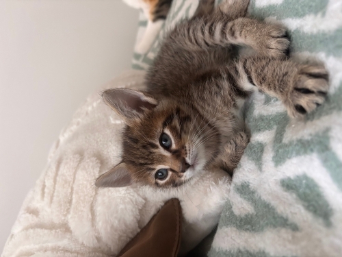 Yuva Arayan Sevimli Erkek Tekir Yavru fotoğraf