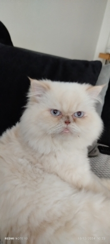 Uysal eve zarar vermez tuvaletini asla kumdan başka yere yapmaz çok akıllı oyunc fotoğraf