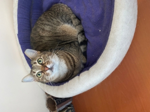 Engelli İncir sahibi terk etmiş sahip çıkalım fotoğraf