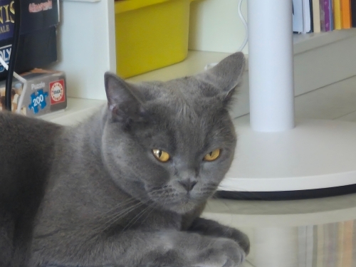 Luna Ücretsiz Sahiplendirme fotoğraf