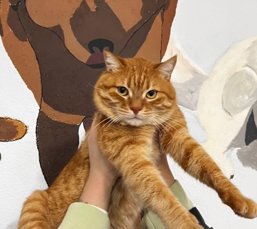 Uslu oğlumuza ACİL YUVA fotoğraf