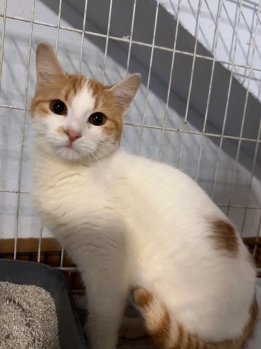 Acil yuva arıyoruz fotoğraf