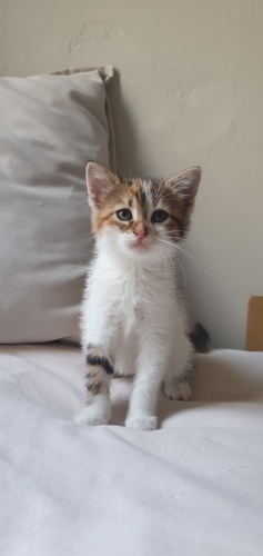 Dünya tatlısı bir miniş fotoğraf