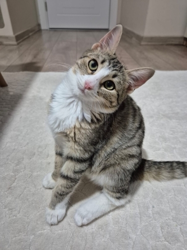 Masrafsız full paket halinde 😀 fotoğraf