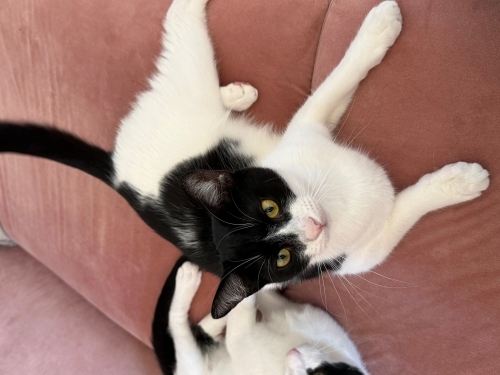 Çok tatlı recomuz fotoğraf