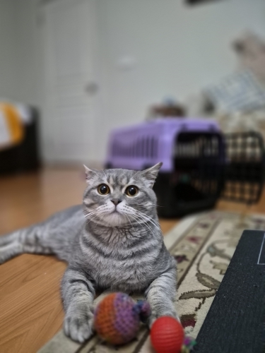 Dünya tatlısı fotoğraf