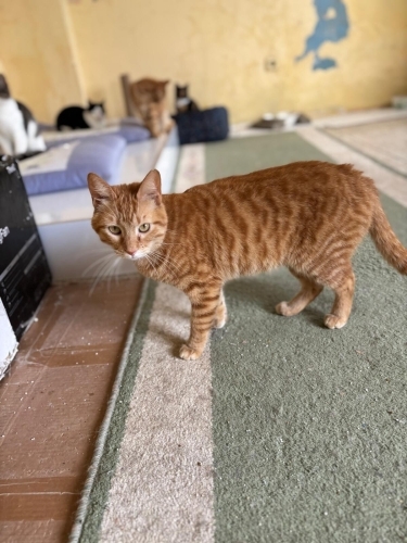 Sarman anne ve kız fotoğraf