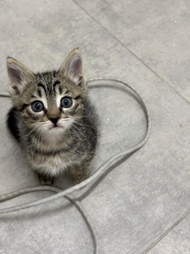 Minik oğlan Yuva fotoğraf