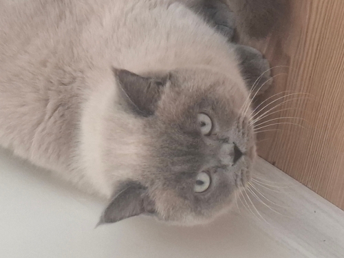 British Shorthair Mavi Göz Erkek fotoğraf