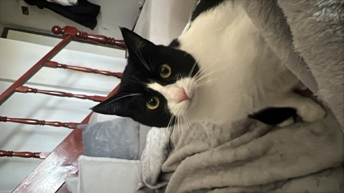 Tuxedo ( smokin ) kedi fotoğraf