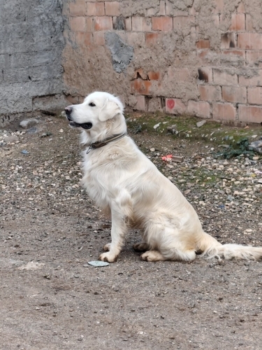 Akıllı kopek tedi fotoğraf