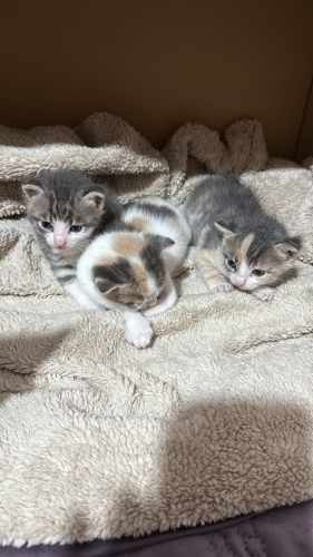 Bu miniklere ömürlük gibi arıyoruz sokağı terk edilmişler çok tatlı oyuncular fotoğraf