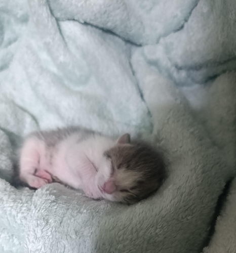 🐾ANNE KEDİ VE MİNİK YAVRUSU 🐾 fotoğraf