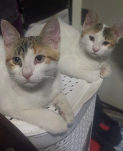 İkiz Kız Kardeşler YUVALARINI ARIYOR fotoğraf