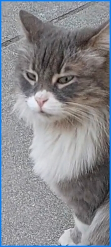 Minik evden atıldı yuva acil fotoğraf