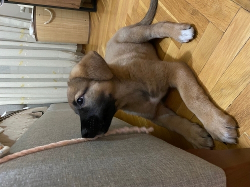 kahverengi sevimli 2 tane yavru fotoğraf