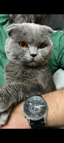 Takip şartıyla sahiplendirme fotoğraf