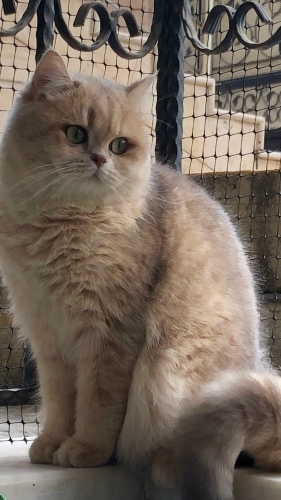 Çok uysal ve aşırı güzel bi kedi fotoğraf