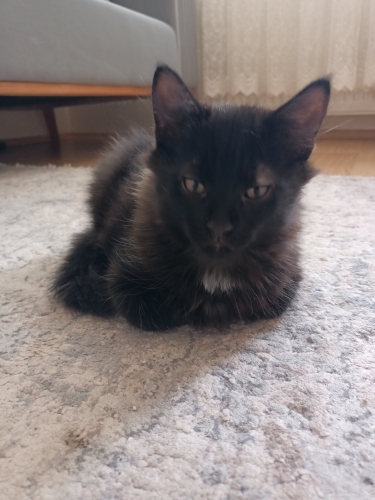 Oyuncu kedi Maine coon cinsi yavru kedi fotoğraf