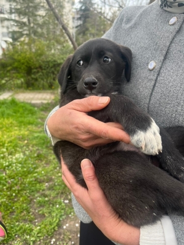 Çok akıllı bir kız fotoğraf