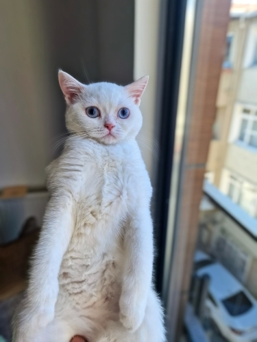 Bihterime yuva arıyoruz fotoğraf