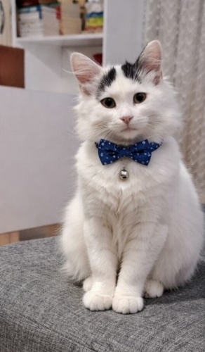 Acil yuvaya ihtiyacı var fotoğraf