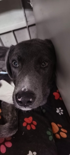 Akıllı uysal bir kız yeni bir yuva arıyor fotoğraf