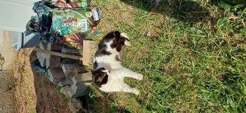 Evcil Uysal hemen uyum sağlar fotoğraf