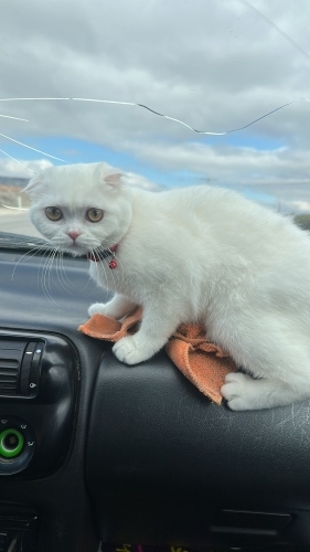 Çok uysal tuvalet eğitimi vardır çok tatlı uysaldır fotoğraf