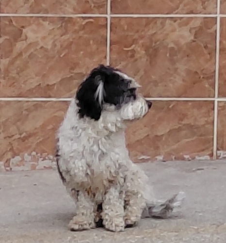 Ücretsiz sahiplenme terrier acil geçici veya ömürlük yuva fotoğraf
