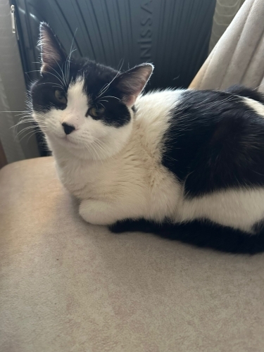 Acil yuva arıyoruz ev sahibi istemiyor fotoğraf