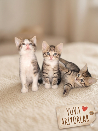 Üçlü silahşörler fotoğraf